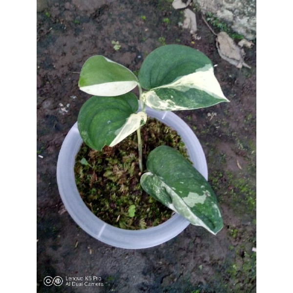 Scindapsus Jade Satin Variegata