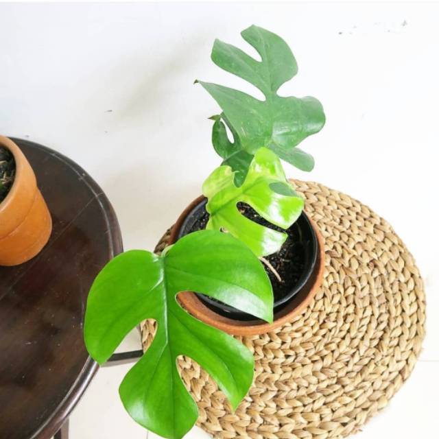 Tanaman Hias Rhaphidophora Tetrasperma Monstera Ginny Mini Monstera Monstera Minima Monstera F2 Shopee Indonesia