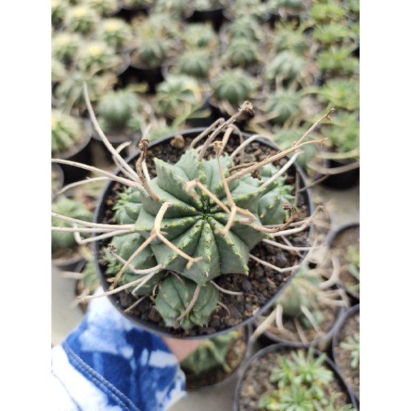 kaktus valida Kaktus koleksi