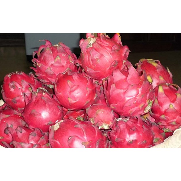 

Buah Naga fresh 1 Kg