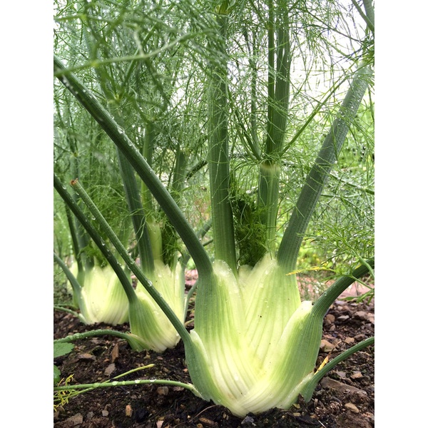 

Seed Center Bibit Benih Adas Manis Anise (200 Seeds)
