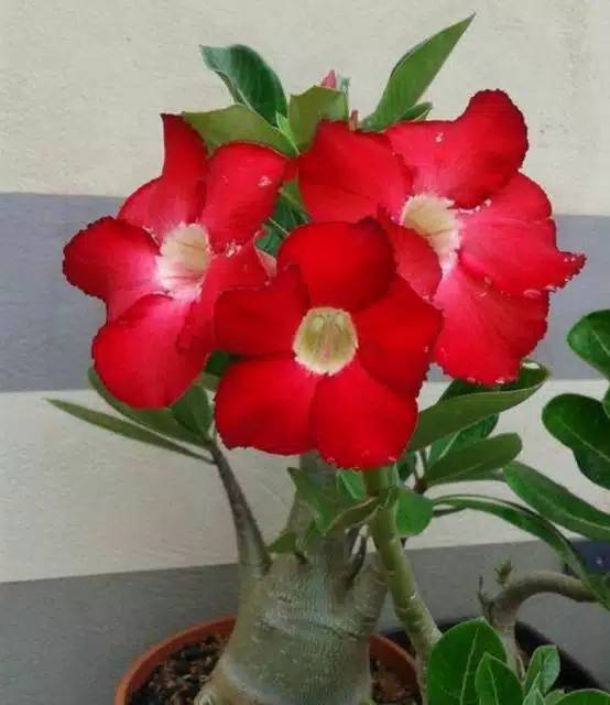 bibit tanaman adenium bunga bonggol besar bahan bonsai kamboja jepang