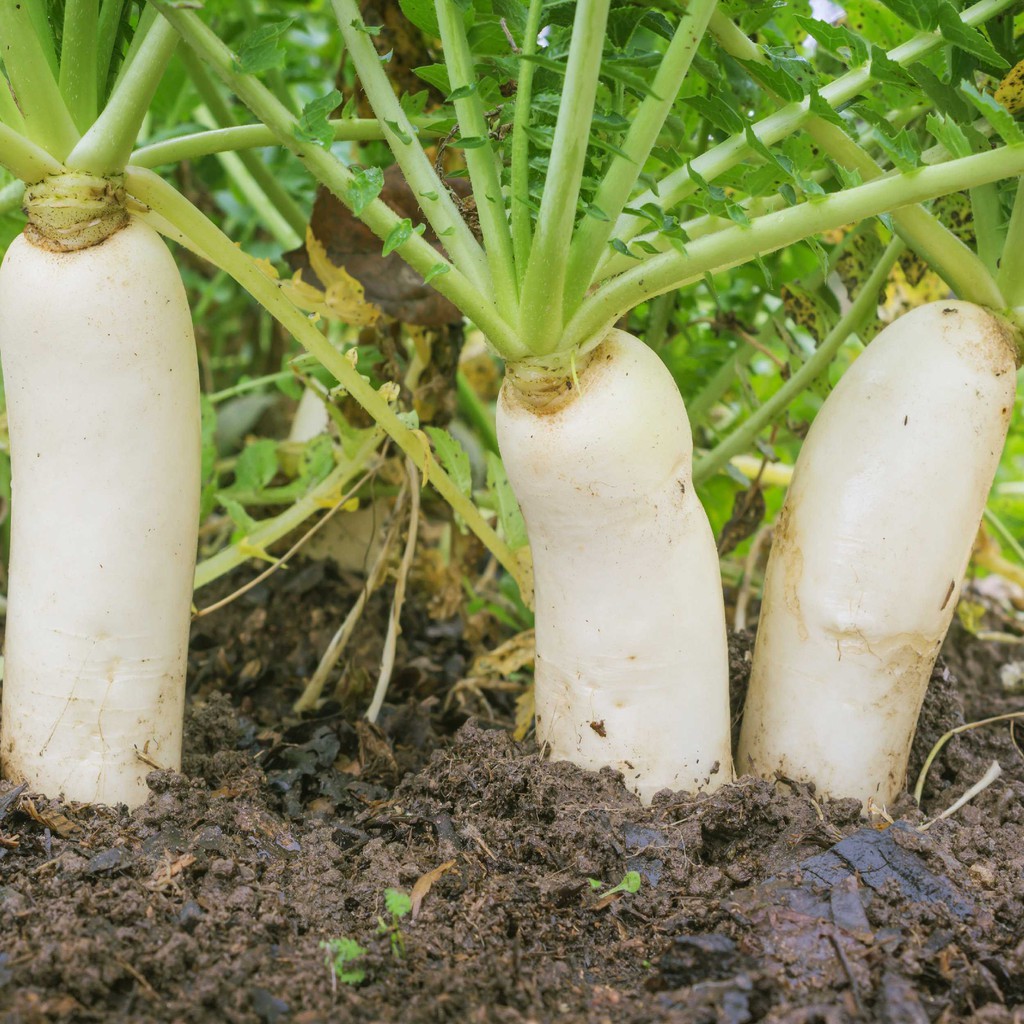 5 Bibit Lobak Putih F1 Hibrida Ming Ho Sayuran Known You Seed - Benih Tanaman Sayur Unggul Seribuan