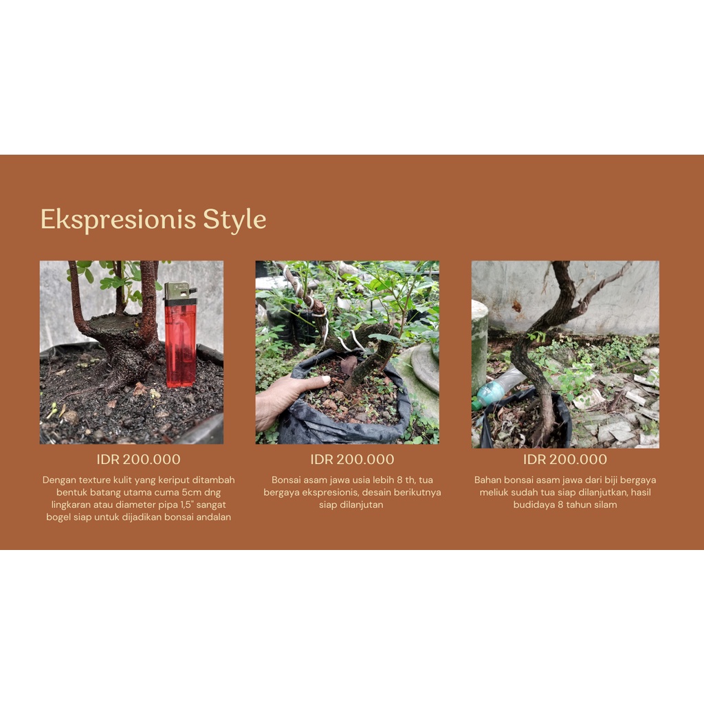 Bonsai, Asam Jawa, Bahan Dari Biji, Bukan Cangkok