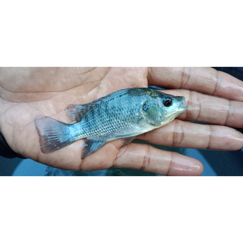 Bibit Mujair Nila Hitam Bibit BeniH Mujair Nila Blckprima size7-8 Bibit Berkualitas