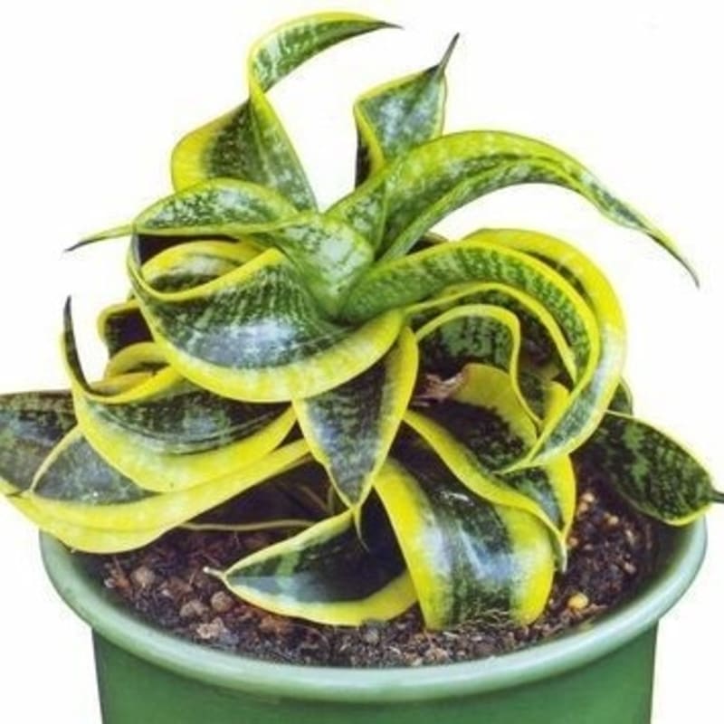 Tanaman Hias Sansivera Twister Sister - Indoor Succulent Plants