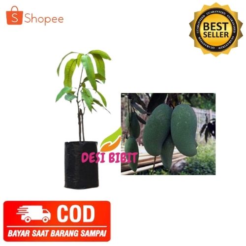 (COD) MANGGA BIBIT MANGGA MAHATIR TANAMAN POHON MANGGA MAHATIR