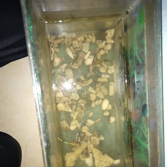 Ikan gupi murah