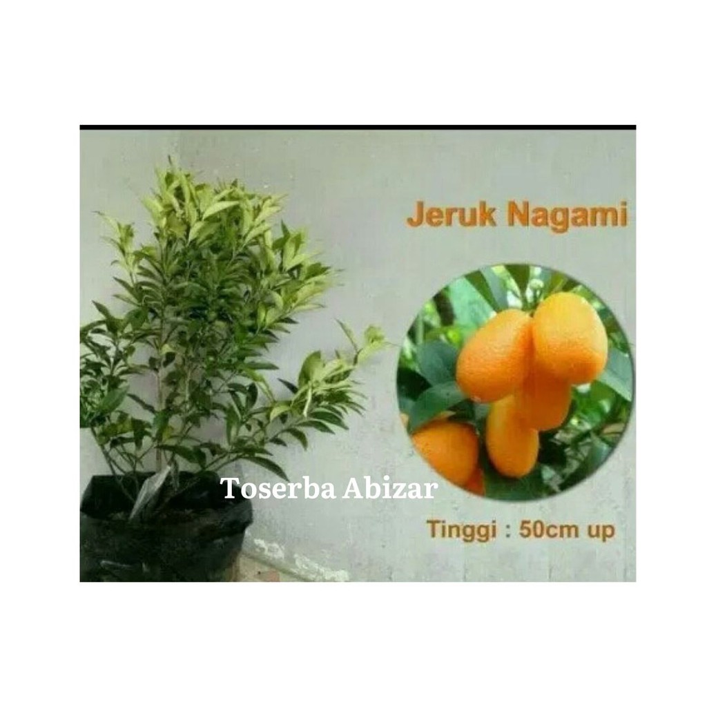 Bibit Tanaman Buah Bibit Buah Berkualitas Bibit Buah Unggul Bibit Unggul Bibit Jeruk