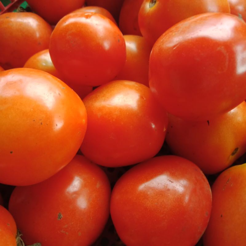 

TOMAT SEGAR 500GR