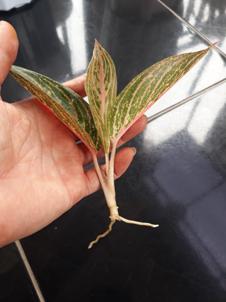 Bibit Aglonema Legacy Mangkok 2-3 Daun