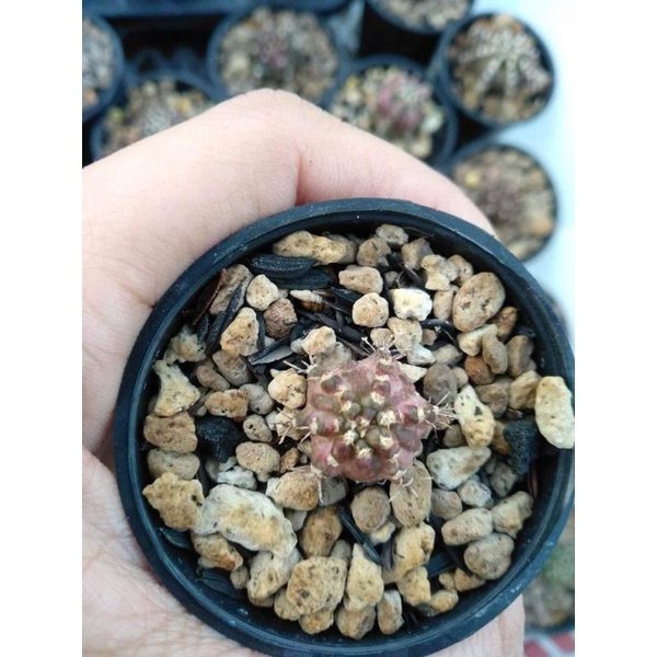 Kaktus Gymnocalycium-Gymno Tlux/T-Lux