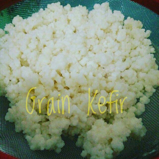 Grains Kefir