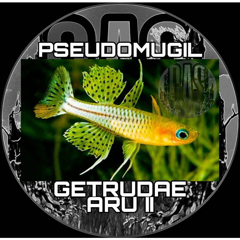 Hiasan Aquascape Pseudomugil Getrudae Aru ll