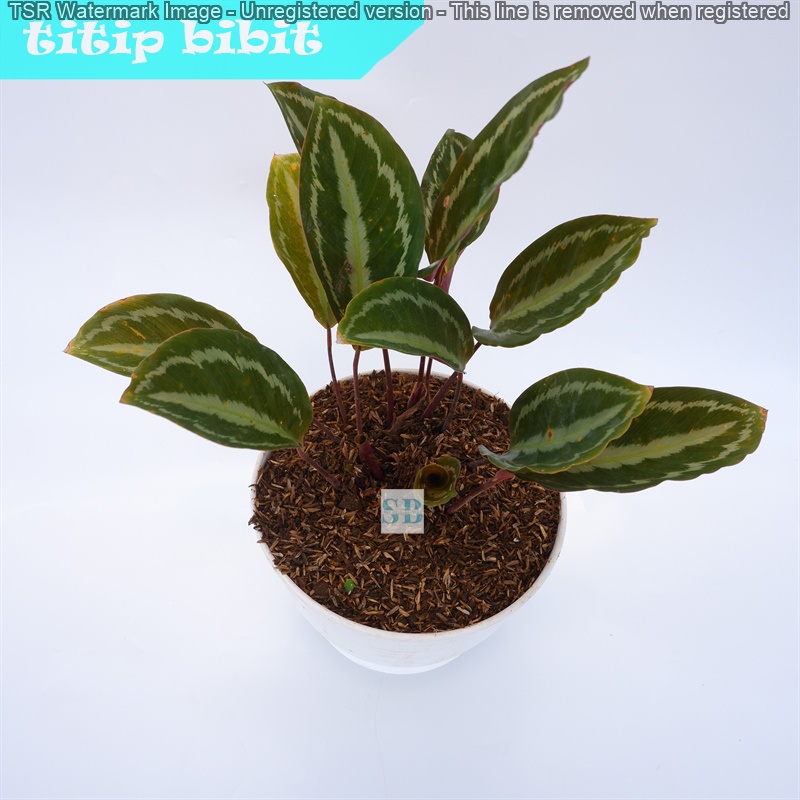 Bibit Tanaman Hias Calathea Silver Back BERGARANSI