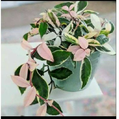Tanaman Hias Hoya Tricolor