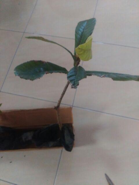 Tanaman Buah Loquat / Leci Biwa (tinggi 40-60 Cm)