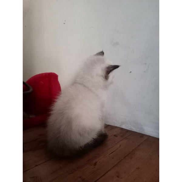 kucing himalaya