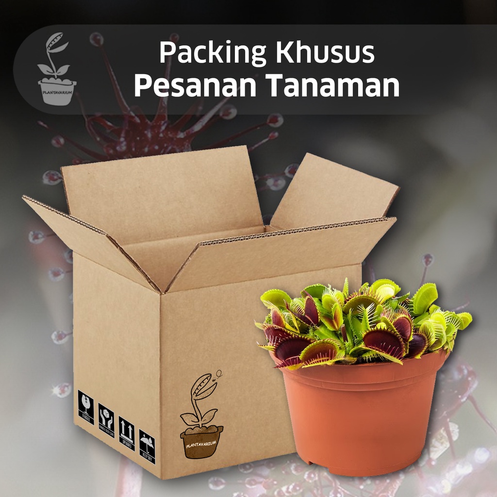

Packing Khusus Pesanan Tanaman