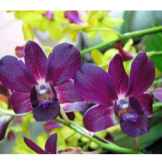 Anggrek Dendrobium Blue Safir Dewasa siap Bunga, Spike dan Knop