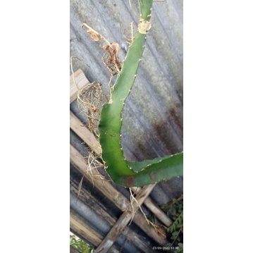 bibit stek buah naga merah/bibit buah naga