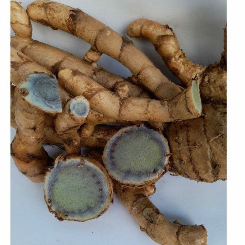 temu ireng/temu hitam