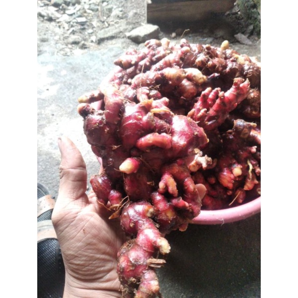 JAHE MERAH 1KG ASLI PEDAS / JAHE MEDAN Minim Tanah