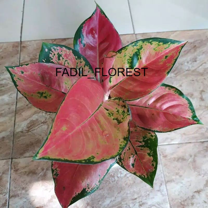 bunga aglonema kochin hibrid FADIL_FLOREST