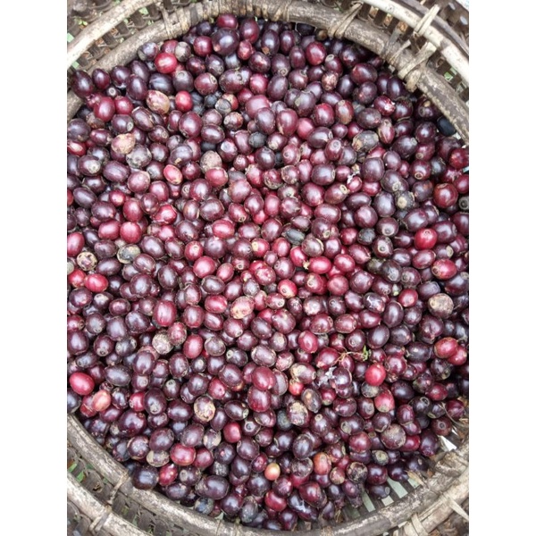 

Kopi Ceri
