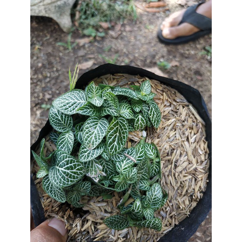 fittonia putih