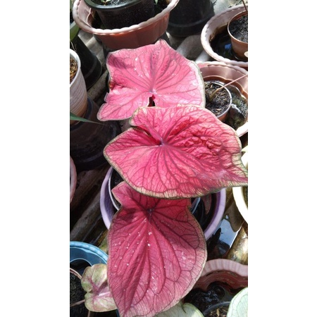 caladium red jaguar