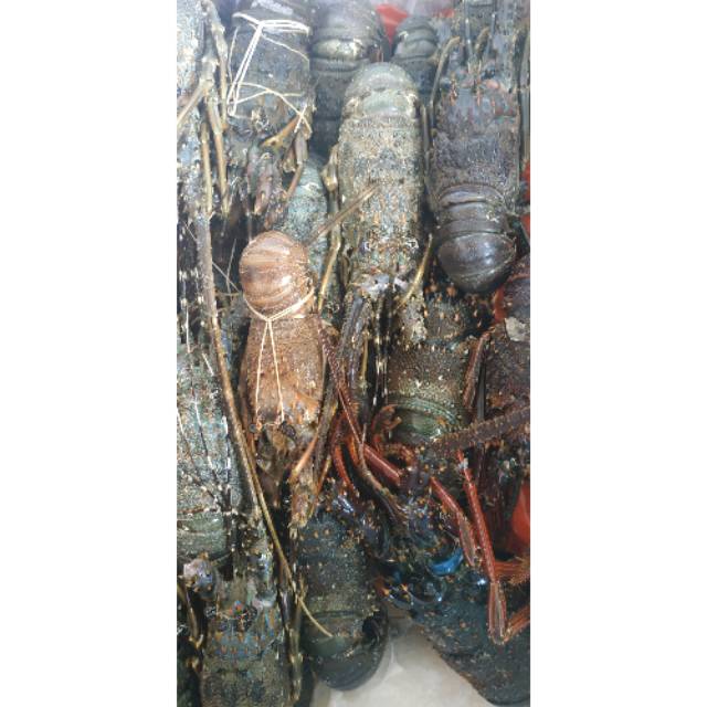Lobster pasir 150, 250,300 up