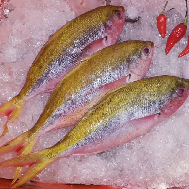 

TERBATASSS!!! Ikan ekor kuning segar / harga 1 KG