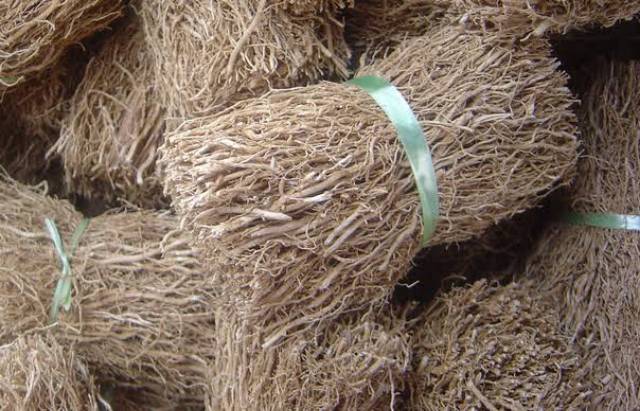 

Jual Akar Kelapa Fresh 500Gram bersih