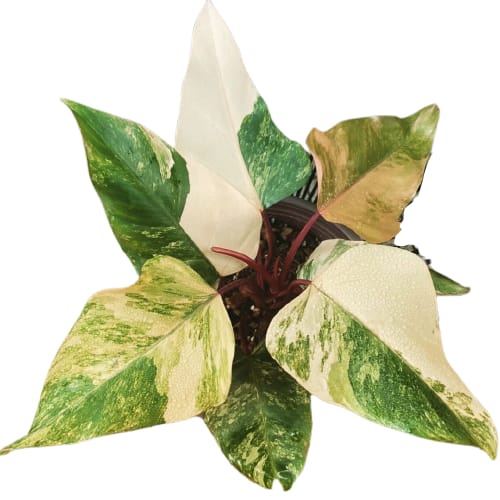 Philodendron Red Emerald Varigata Philo Anakan Tanaman Pilodendron Tanaman Hias Murah Tanaman Hias I