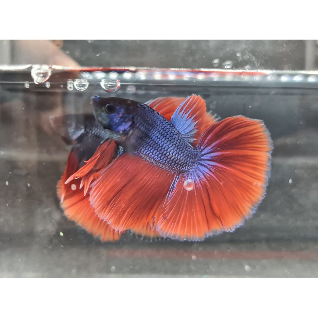 ikan cupang halfmoon jantan male biru merah foto asli
