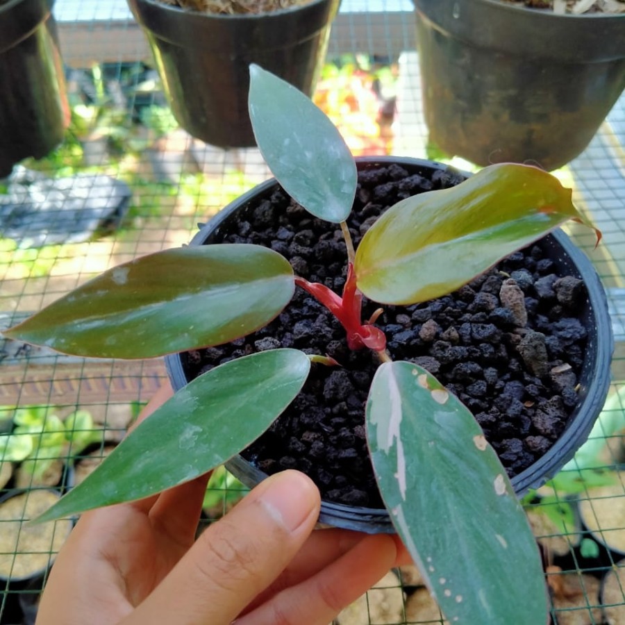 Tanaman hias Philondendron Pink princess - Philo pink princess