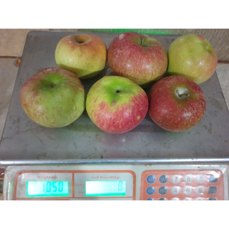 

APEL MALANG SUPER FRESH