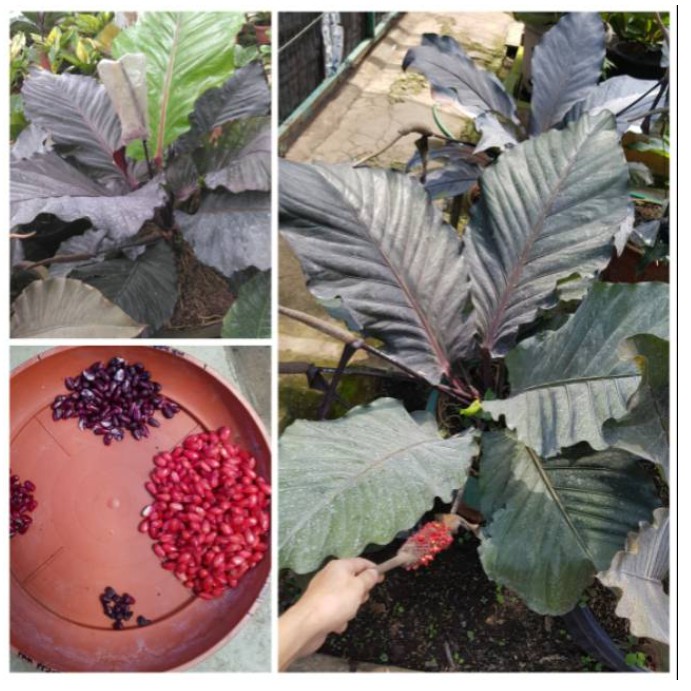 Biji Benih Anthurium Black Armani