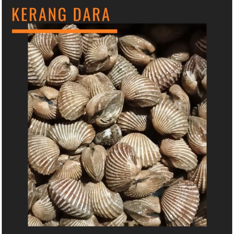 

kerang dara 1 kg