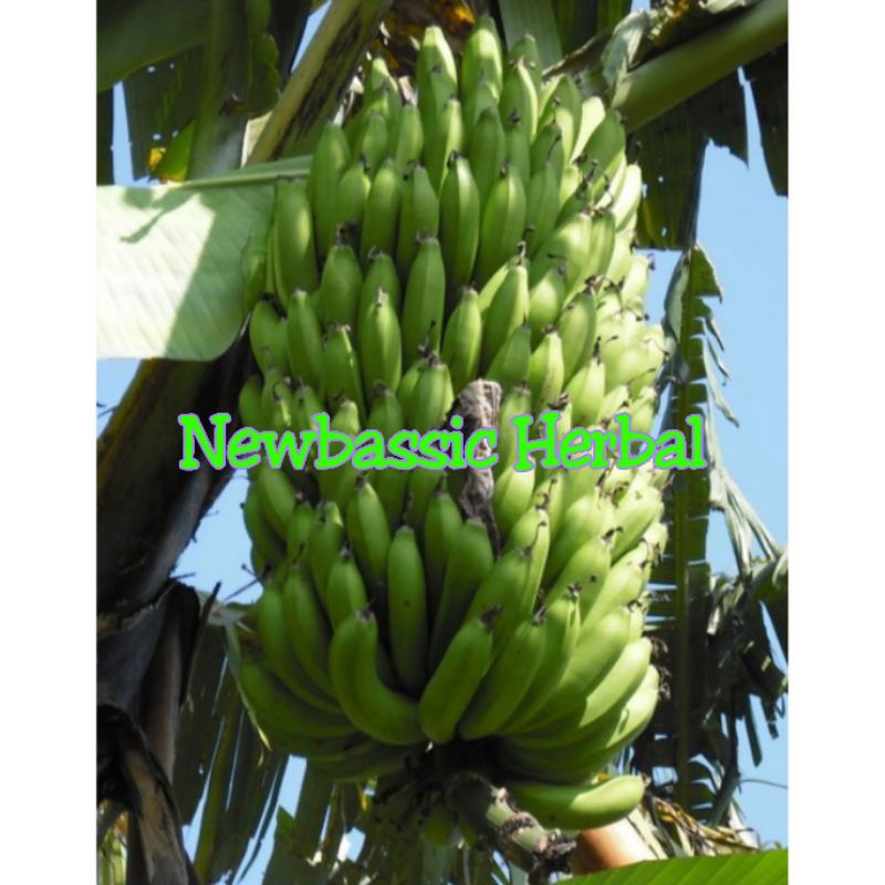 

paket hemat 10kg pisang ambon