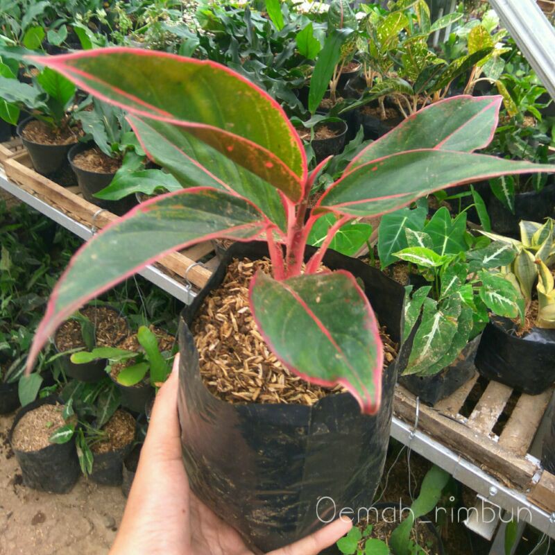 Aglonema red lipstik/aglonema siam aurora/aglonema lipstik