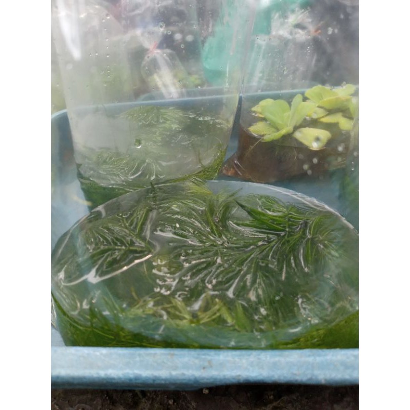 Tanaman Air Ganggang / Ganggang Air