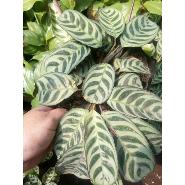 Tanaman hias hidup bunga Calathea Ctenante corak ikan sepat murah