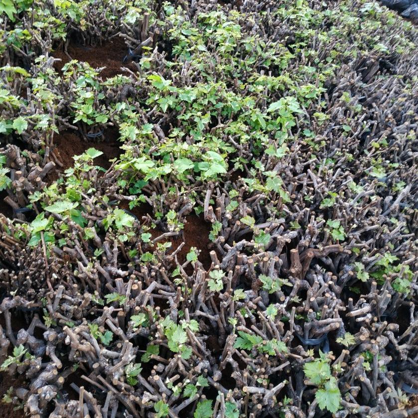 

R30Z Cutting Anggur Jenis Alphonso BERKALUS berat 1KG !!