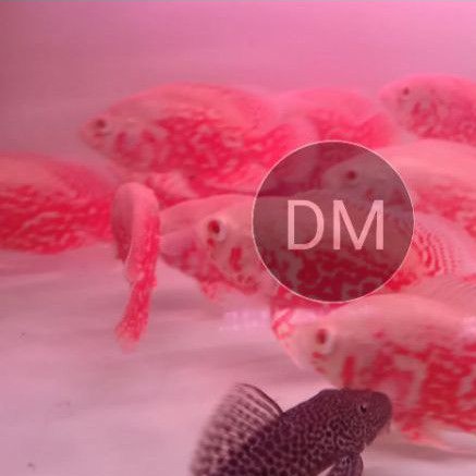 OSCAR PARIS ALBINO IMPOR Size 12 13 cm