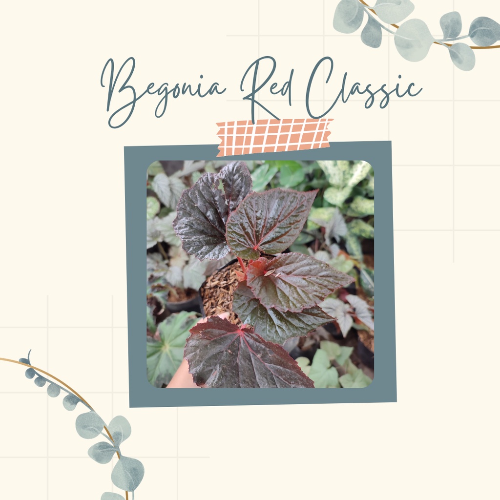 Tanaman Hias Begonia Merah Red Classic Begonia Merah Red Classic
