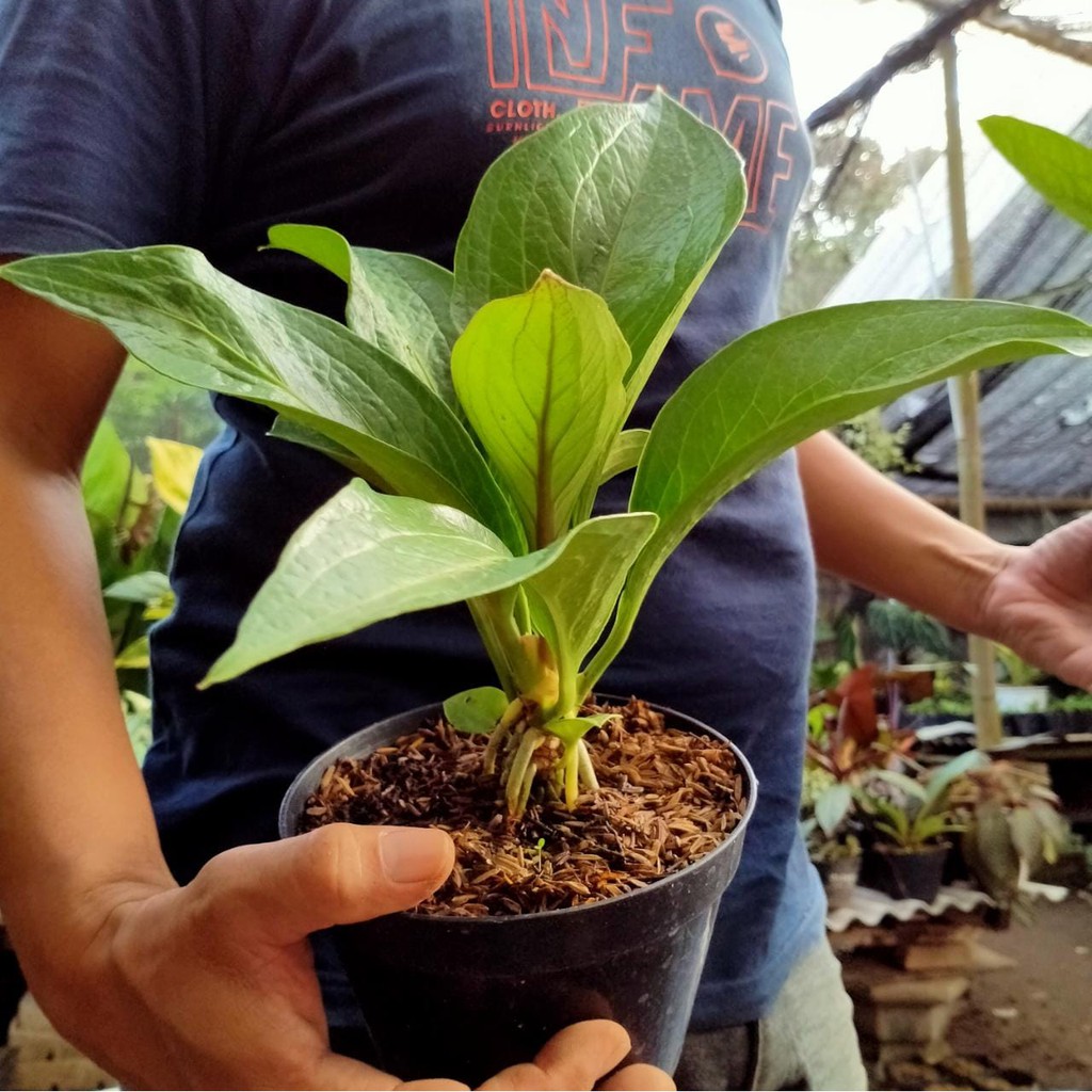 Anthurium Jemani Kol Remajaan