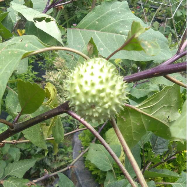 Buah Kecubung Ungu atau wulung