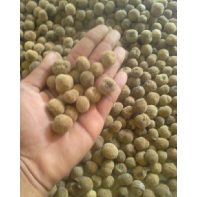 5 Ons Benih Biji Jati Hibrida Solomon